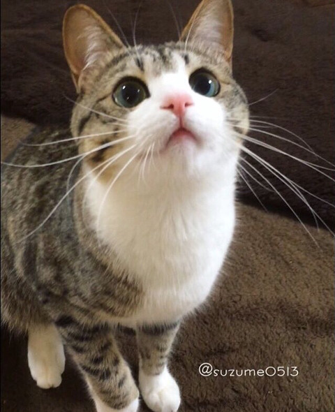 이름이 참새(すずめ)라는 사랑스런 고양이 | 인스티즈