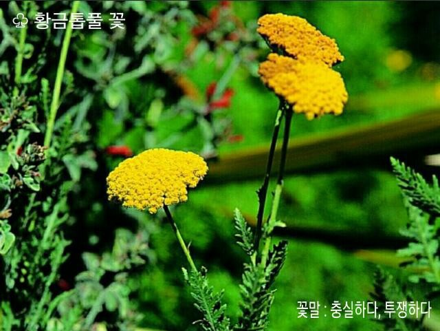톱풀 이미지