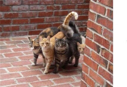 고양이 들의 어깨동무=꼬깨동무 | 인스티즈