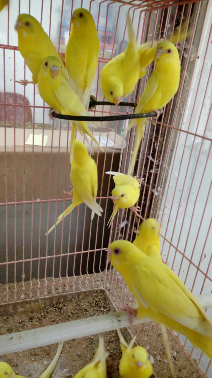 잉꼬 이미지