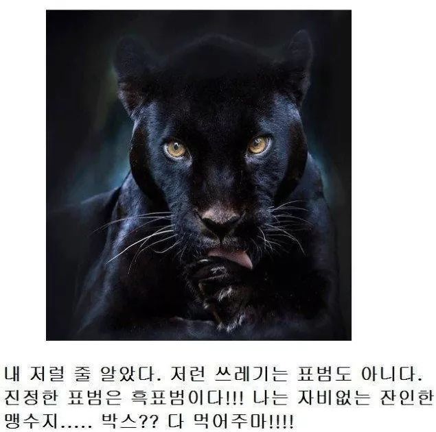 고양이과 동물의 공통점 | 인스티즈