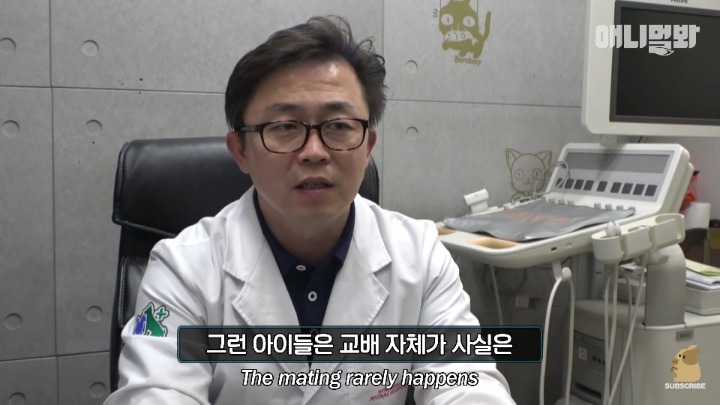 말티즈×허스키 = 말스키 | 인스티즈