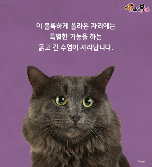 함부로 밀면 안되는 고양이 수염의 역할.jpg | 인스티즈