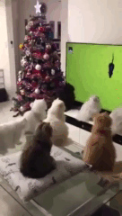 고양이 영화관 | 인스티즈