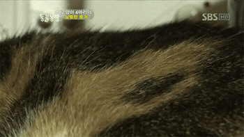 괴롭힘당해서 우는 고양이ㅠㅠ | 인스티즈