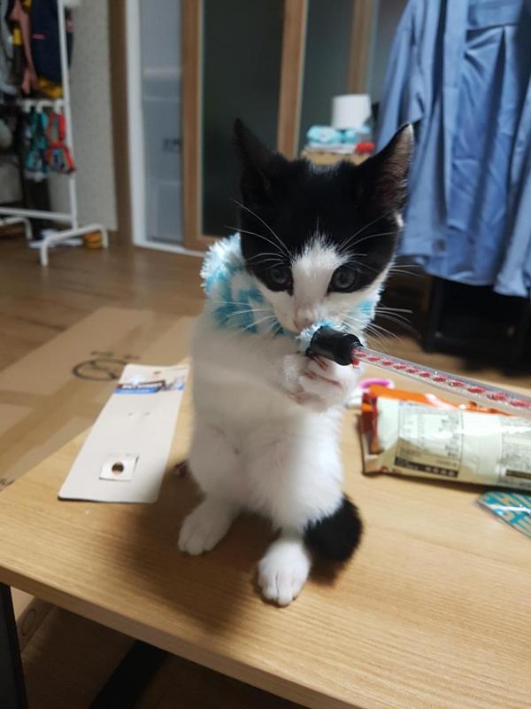 고양이 낚싯대 | 인스티즈