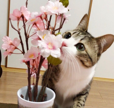 이름이 참새(すずめ)라는 사랑스런 고양이 | 인스티즈