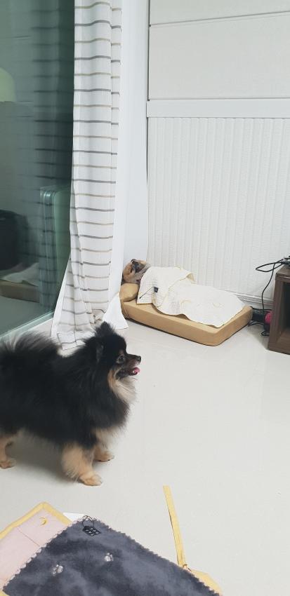 동물농장 레전드 강아지 근황 | 인스티즈