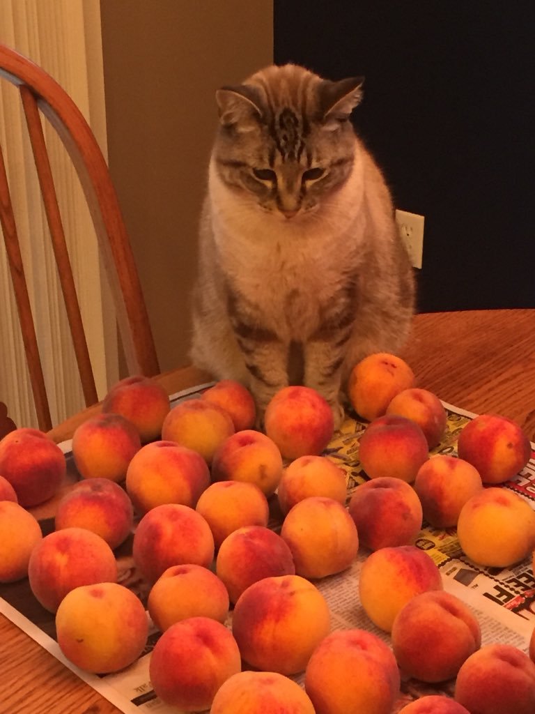 복숭아를 좋아하는 고양이 | 인스티즈