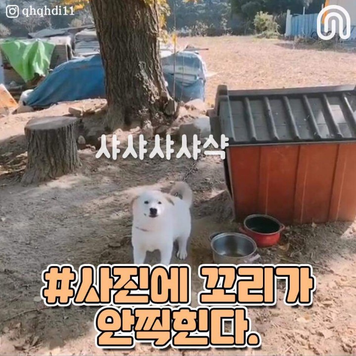 시골강아지들의 특징점.jpg | 인스티즈