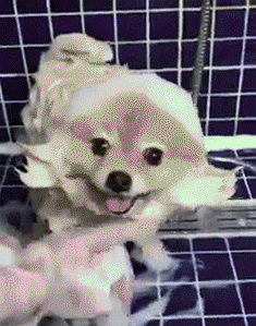 강아지의 목욕타임.gif | 인스티즈