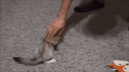 끼 부리는 사막여우.gif | 인스티즈