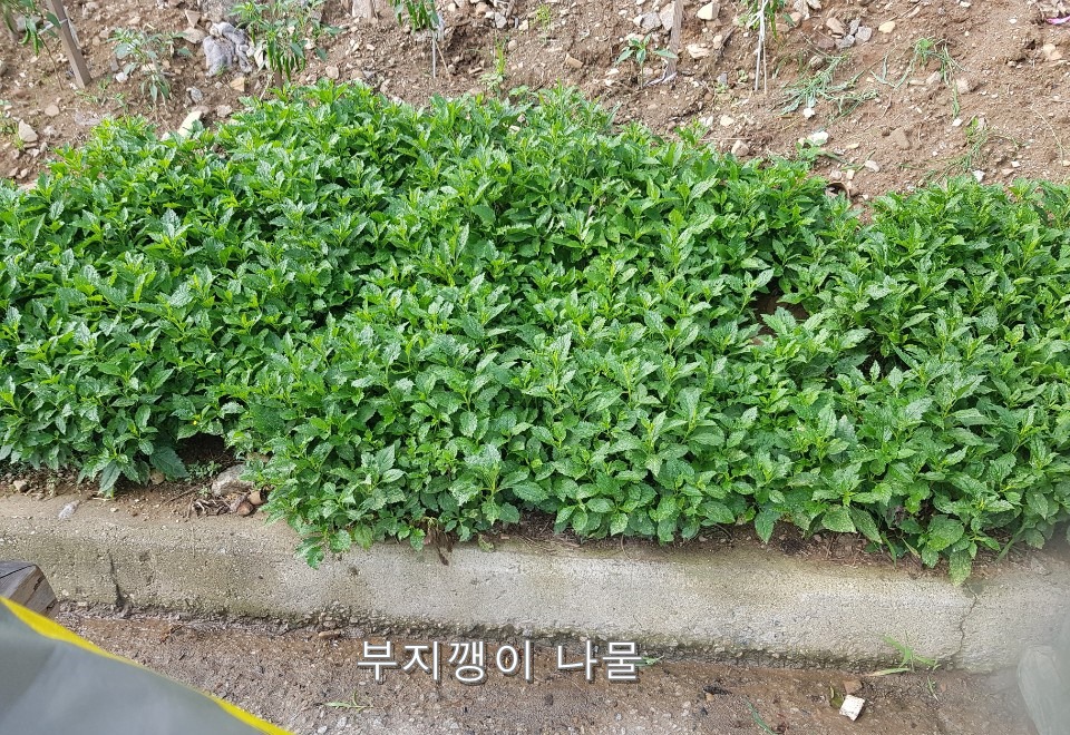 부지깽이 이미지