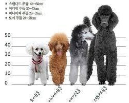개 아이큐 TOP5 순위,jpg | 인스티즈
