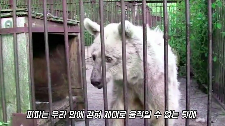 30년간 학대받은 곰 자연으로 돌아간 후 놀라운 변화 | 인스티즈