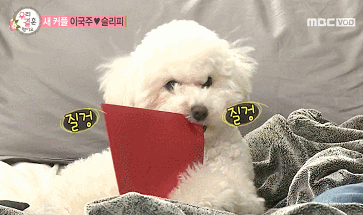 래퍼 슬리피의 반려견 김퓨리(매우 귀여움 주의).jpgif | 인스티즈