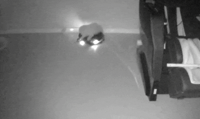 집에 혼자 있는 강아지 걱정되서 CCTV 설치했는데 ㅠㅠ | 인스티즈