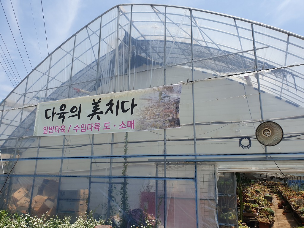 다육의미치다 이미지