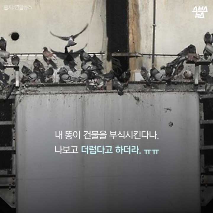 데려온 것도 인간이고 유해동물 취급도 인간이 하네-비둘기는 억울하다 | 인스티즈