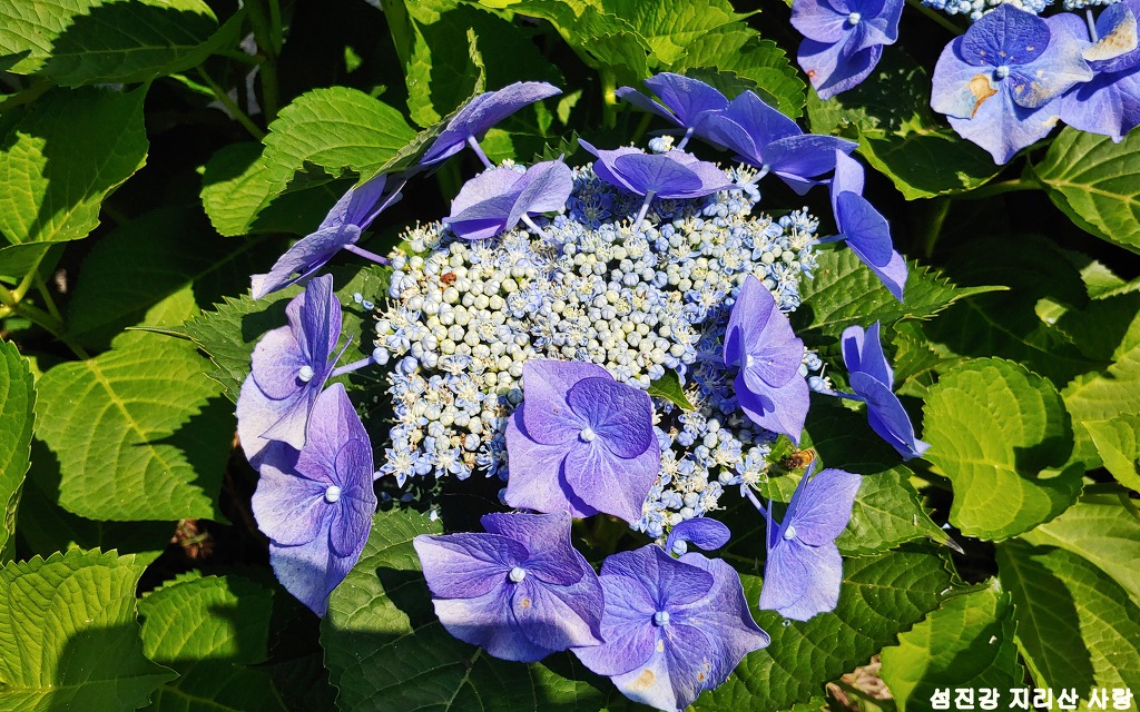 구례산수유 자연휴양림 이미지