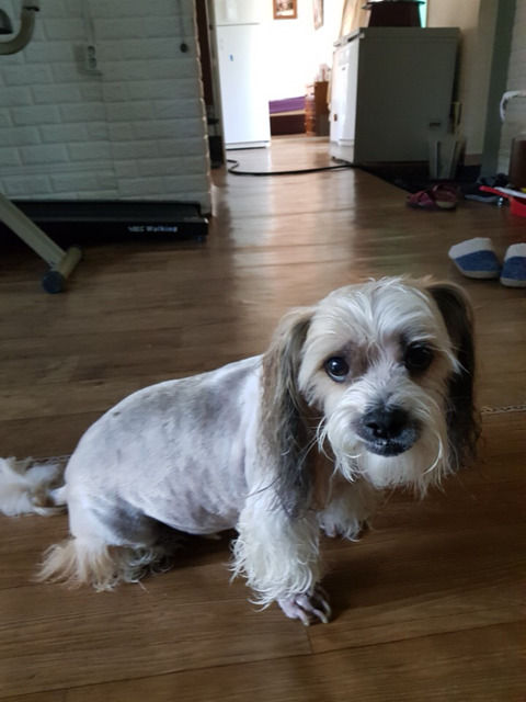 가평군 청평면에서 실종된 강아지 찾습니다[시츄믹스견] | 인스티즈