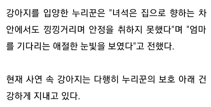 로드킬로 엄마가 죽은 자리에서 꼼짝안하고 기다리는 강아지 | 인스티즈