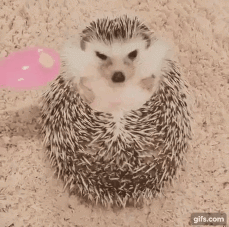 고슴도치.gif | 인스티즈