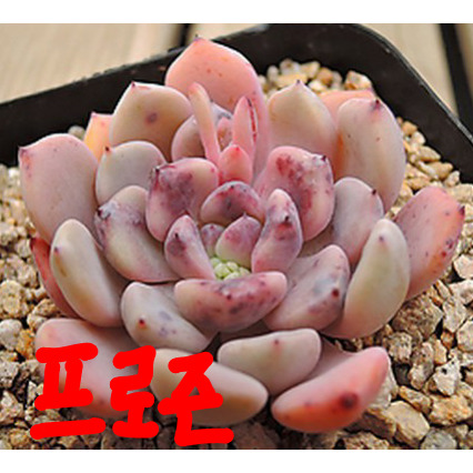 델리빈 이미지
