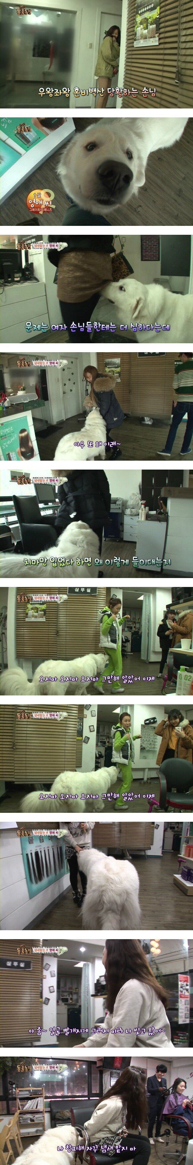 여자냄새를 좋아하는 강아지.jpg | 인스티즈