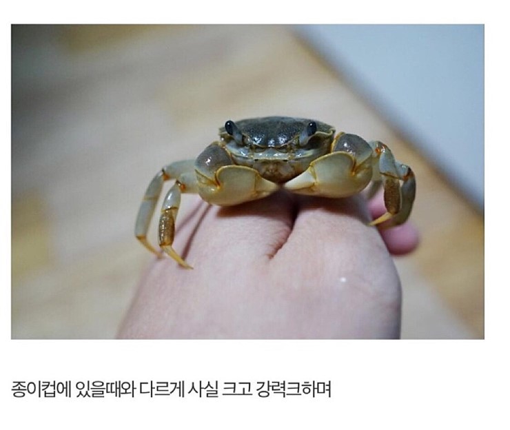 디씨인의 게 키우기 | 인스티즈