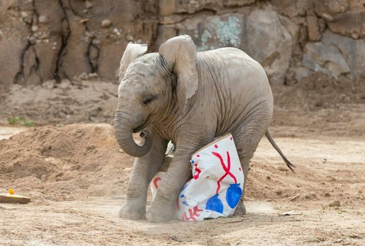 생일선물로 건초를 받고 기뻐하는 아기코끼리 | 인스티즈