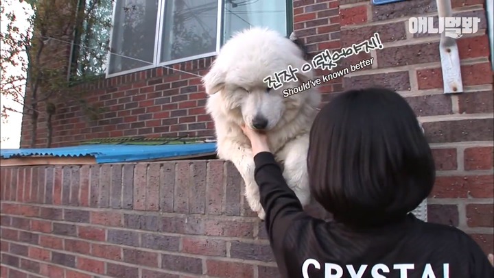 모른척 지나가면 짖는 삼식이.jpg | 인스티즈