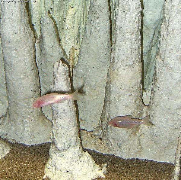 동굴에서만 살수있는 생물 | 인스티즈