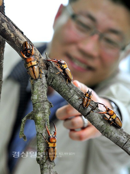 제주도에만 서식하는 사슴벌레.jpg | 인스티즈