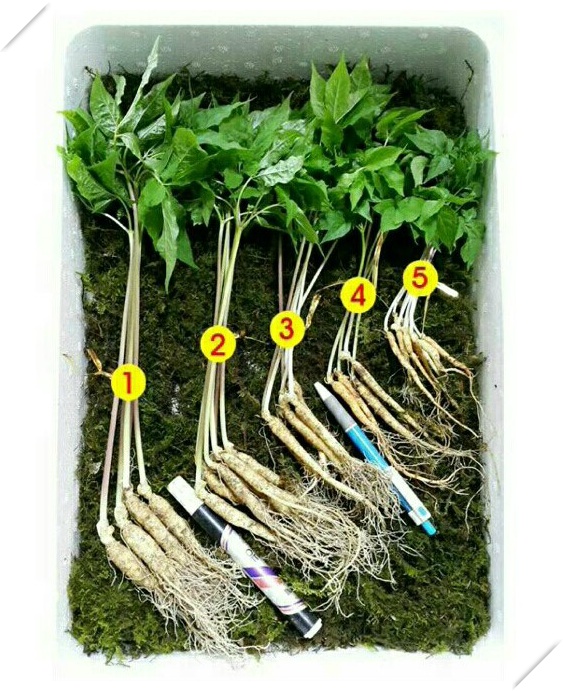 아삼 이미지