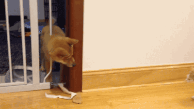 댕댕이 vs 떼껄룩.gif | 인스티즈