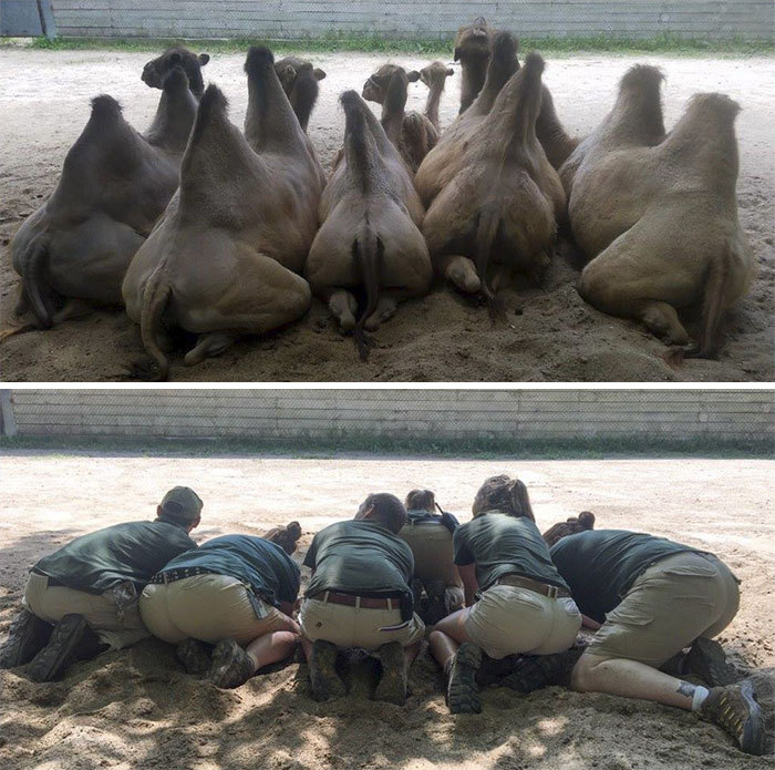 동물들을 이해하기 위해 가까워지려는 사육사들.jpg | 인스티즈