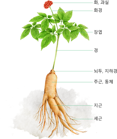 터키에서 장사하면 대박 보장 아이템 | 인스티즈