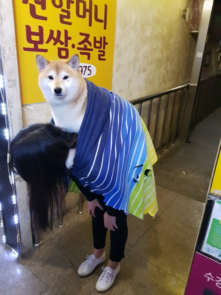 바닥 젖어있을 때 시바견이 산책하는 법.jpg | 인스티즈