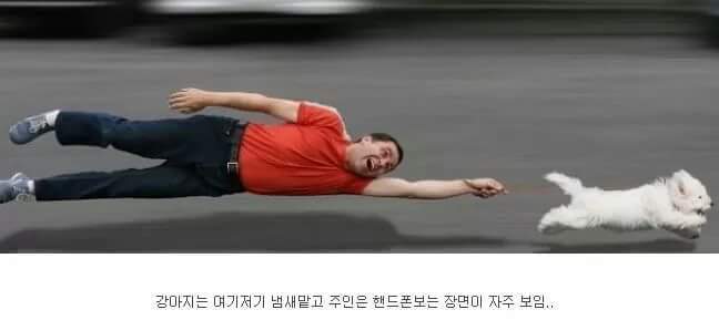 강아지 산책 로망과 현실.jpg | 인스티즈
