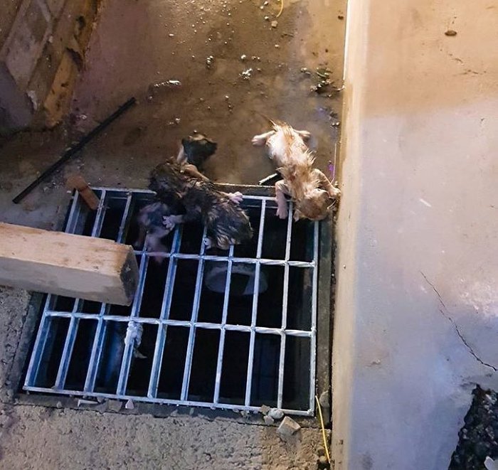 동물병원 앞 하수구에 버려진 아기 고양이들 | 인스티즈