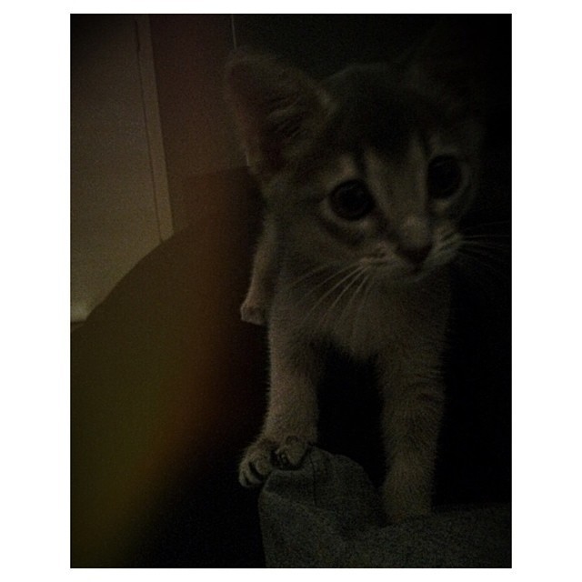 지디가 모시는 고양이 아이 (IYE) | 인스티즈