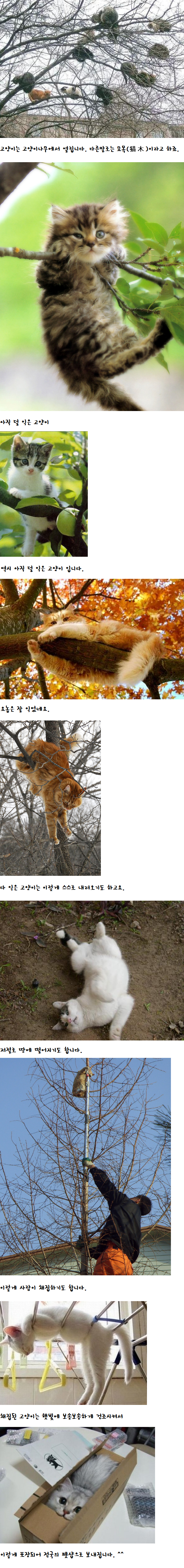 고양이가 생기는 과정 | 인스티즈