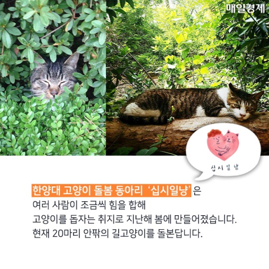 캠퍼스 고양이의 따뜻한 겨울나기 | 인스티즈