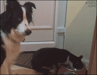 냥아치랑 댕댕이.gif | 인스티즈