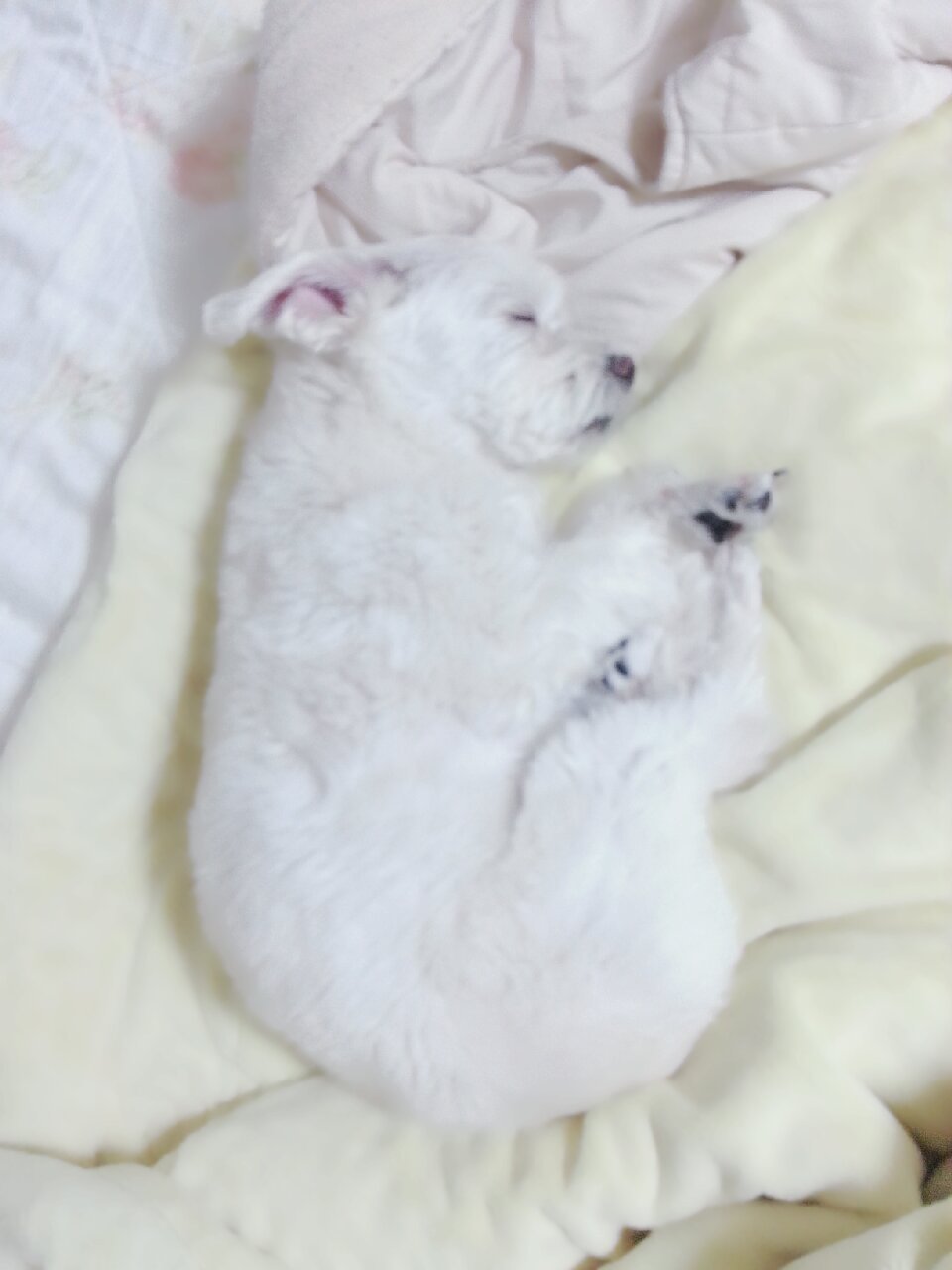 2014년 랑이의 하루 - 나의 보물 우리랑이 - 히데꼬의 하얀뜨락